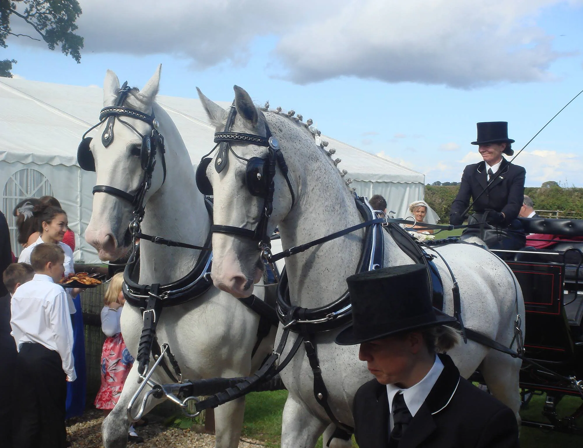 Wedding horses